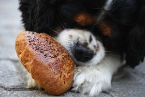 dog food to avoid eat healthy homeade dog treat